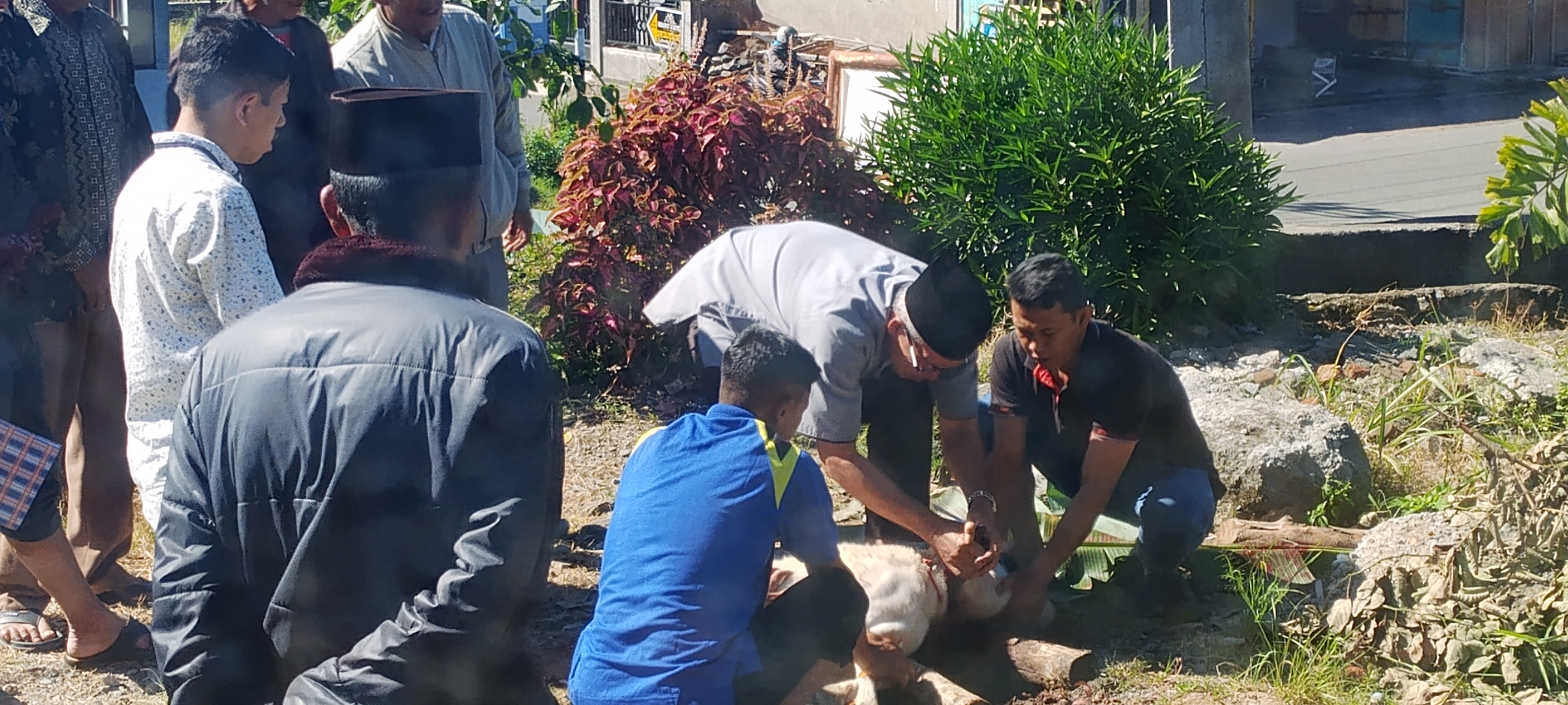 SUASANA HARU DAN BERKAH, PENYEMBELIHAN HEWAN KURBAN BERLANGSUNG DI MASJID AL MUKMIN KAMPUNG MONGAL